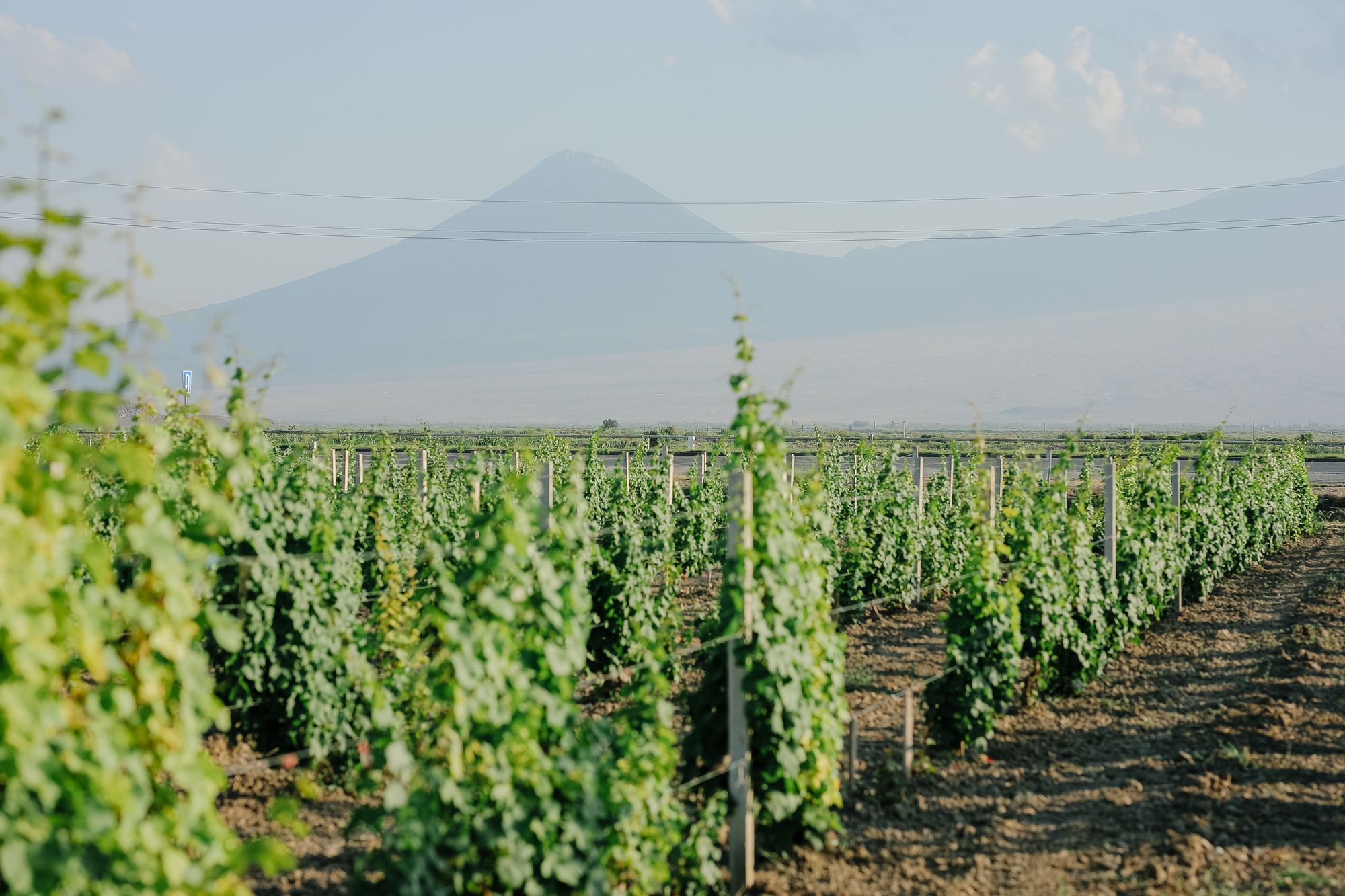 Uncovering climate secrets of TUSHPA terroir.